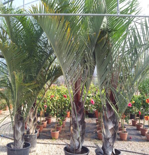 Dypsis decaryi