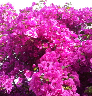 Rampicante estremamente vigoroso dalla crescita veloce. Fioritura viola intenso