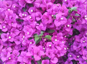 bougainvillea%20sanderiana%205.jpeg bougainvillea%20sanderiana%205.jpeg