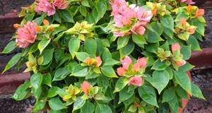 bougainvillea%20mini%20thai%20gialla