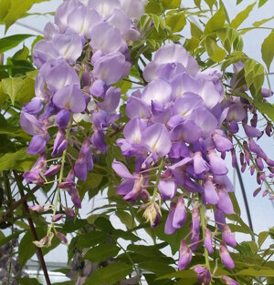 Rampicante molto vigoroso dalla splendida fioritura