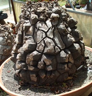 Dioscorea elephantipes