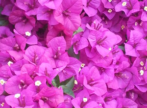 bougainvillea%20sanderiana%20cespuglio.jpeg bougainvillea%20sanderiana%20cespuglio.jpeg