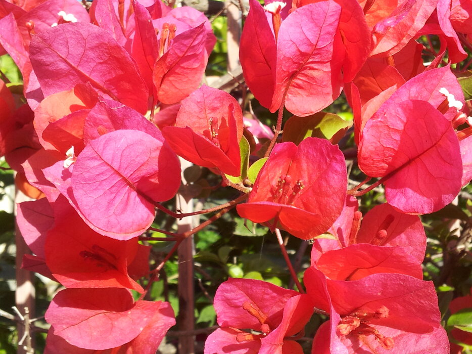 bougainvillea rossa 1.jpeg bougainvillea rossa 1.jpeg