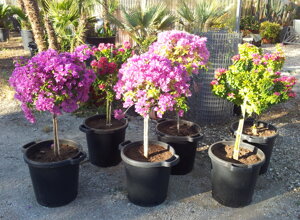 bougainvillea%20sanderiana.jpeg bougainvillea%20sanderiana.jpeg