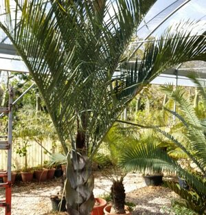 Dypsis decaryi