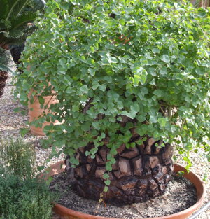 Dioscorea elephantipes