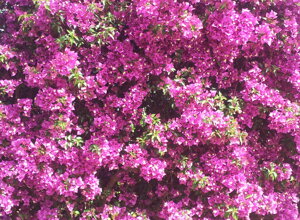 bougainvillea%20sanderiana%20(2).jpeg bougainvillea%20sanderiana%20(2).jpeg