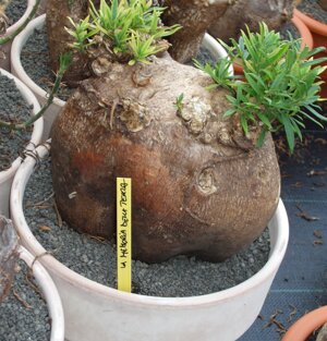 Pachypodium bispinosum