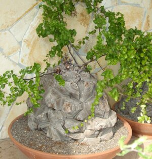 Dioscorea elephantipes