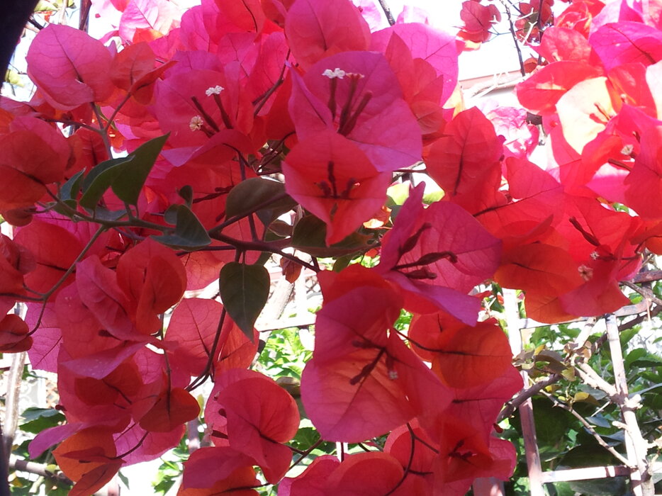 bougainvillea rossa.jpeg bougainvillea rossa.jpeg