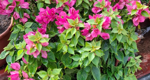 bougainvillea%20mini%20thai%20rosa