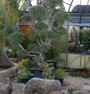 Esemplare di olivastro bonsai