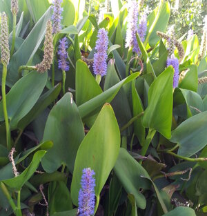 Pontederia