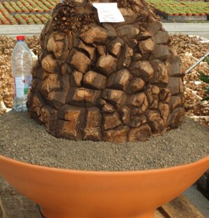 Dioscorea elephantipes