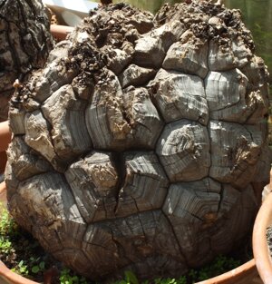 Dioscorea elphantipes