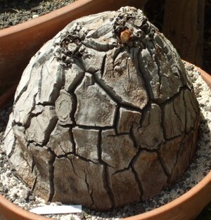 Dioscorea elephantipes