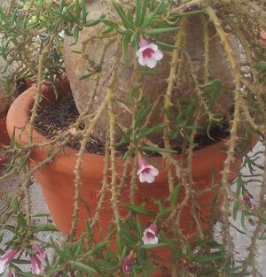 Pachypodium bispinosum