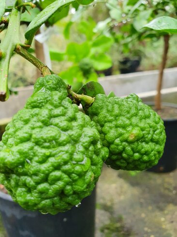 d6cb1529-8bc5-4a5b-adf1-4ce9c2934ef6