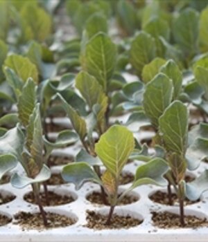 Produzione piantine di cavolo varietà locali