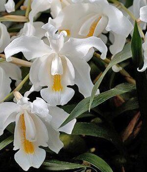 Coelogyne Cristata