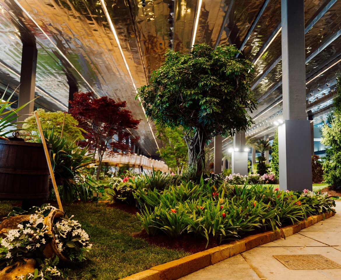 SCHEFFLERA ARBORICOLA