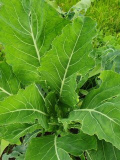 cavolo nero lavagnino.jpeg