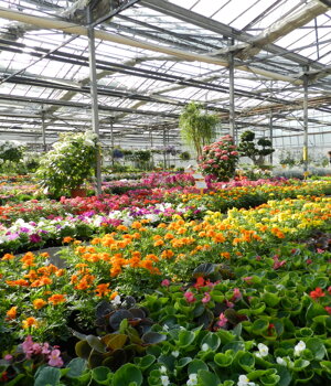 Piante ornamentali da giardino e terrazzo