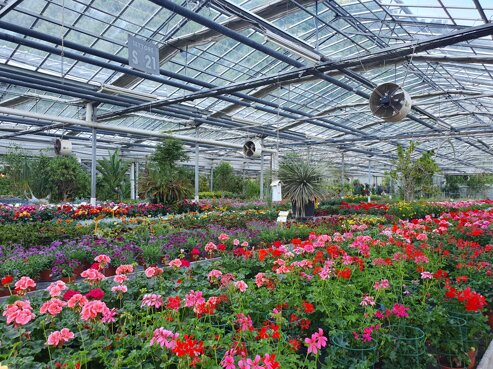 vivai gaggero 3.jpeg vivai gaggero 3.jpeg