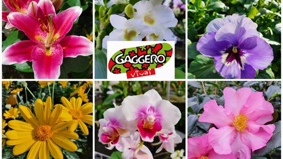 33403_181e27ab60ade7fa6e547757c9f2cfb75a91450b