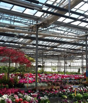 Ciclamini e fioriture autunnali