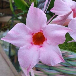 PRODUZIONE PIANTE ORNAMENTALI VERDI E FIORITE Piante da giardino e da appartamento, composizioni originali di piante da regalo.