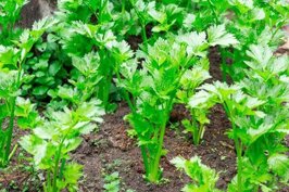 74e63081-56bd-4be8-8751-e3a52d8c949d