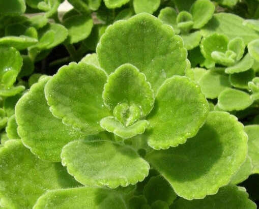 LE PIANTE AROMATICHE - Origano Cubano LE PIANTE AROMATICHE - Origano Cubano