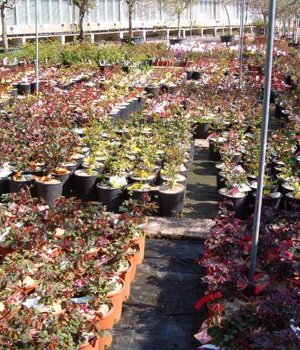 Vivaio produzione piante di rosa