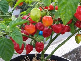 aa17b2ad-b98e-4132-b3cf-0b20cfcbe8c5