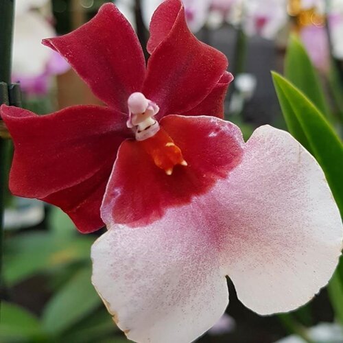 gaggero vivai orchidee 1.jpeg gaggero vivai orchidee 1.jpeg