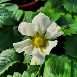 PRODUZIONE PIANTE DA ORTO E AROMATICHE Varietà caratteristiche del territorio e varietà professionali resistenti.