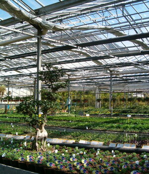 Piante in coltivazione