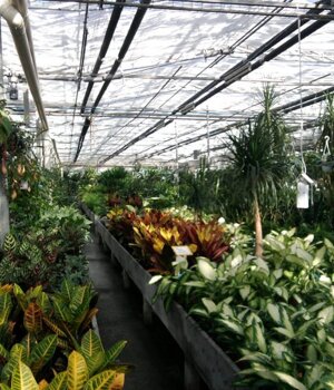 piante ornamentali da appartamento