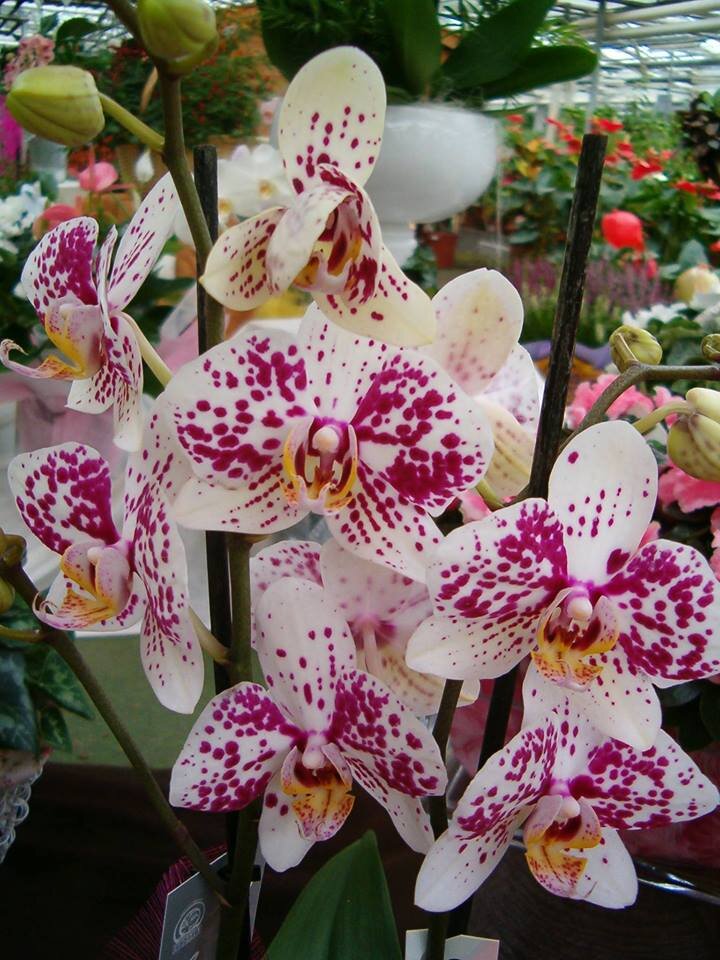 phalaenopsis1.jpg phalaenopsis1.jpg