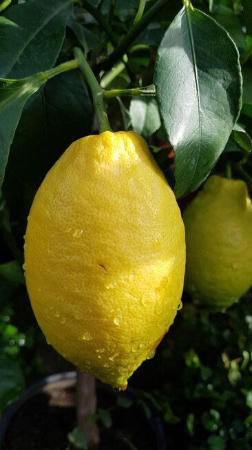 e8c38eef-1f57-4f3a-b388-ef961a452604