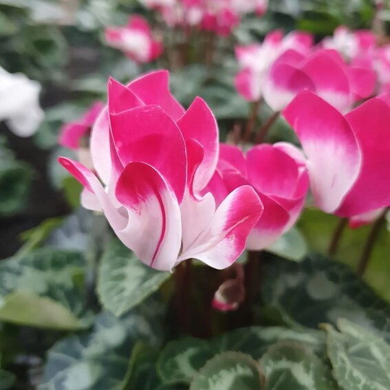 c855a202-aa6e-453c-b94c-517dae70f041