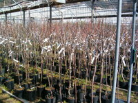 CORSO TEORICO DI POTATURA 1