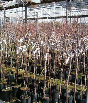 Vivaio piante da frutto antiche