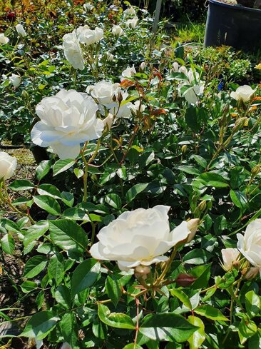 8c1fe73b-3a9c-46ee-9395-71595d22802e