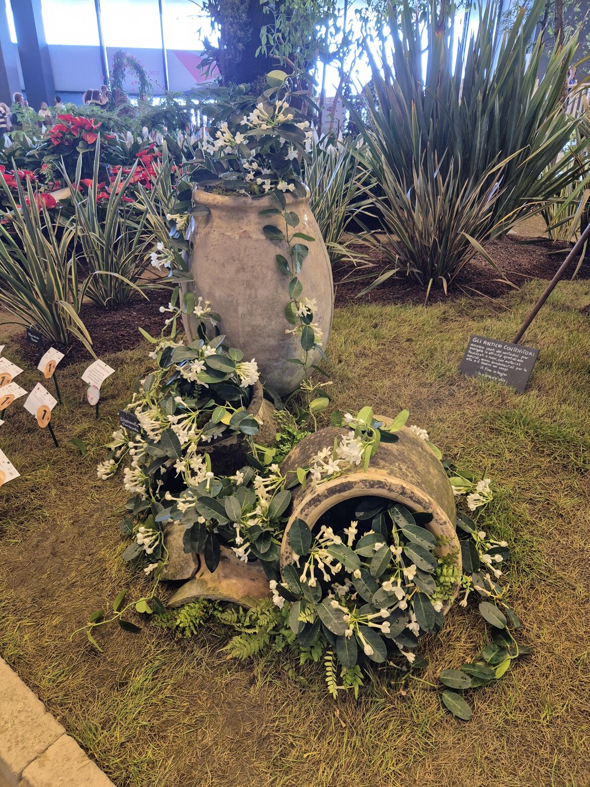 STEPHANOTIS FLORIBUNDA