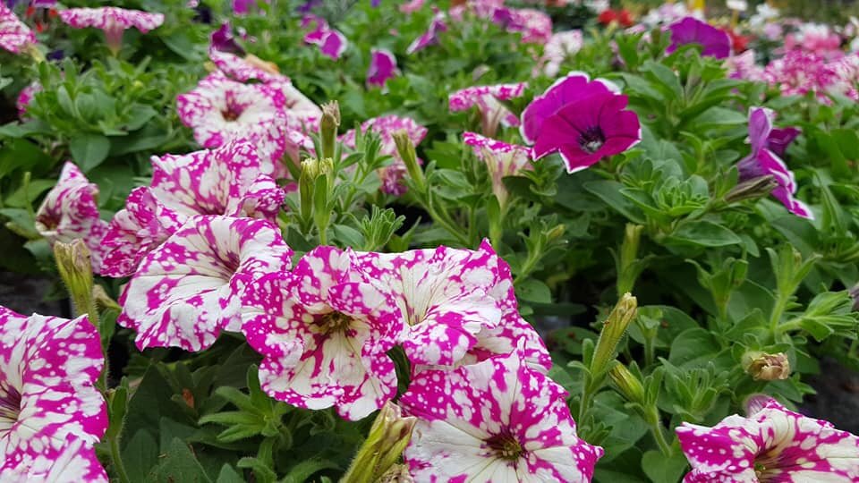 SURFINIA - CURE E COLTIVAZIONE SURFINIA - CURE E COLTIVAZIONE