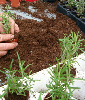 Riproduzione delle piante