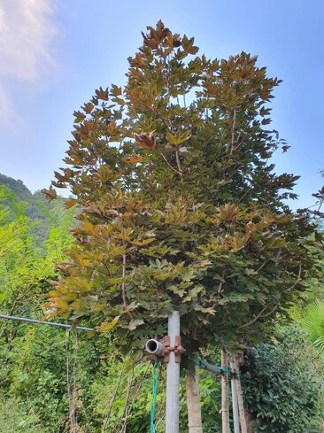 dfca4506-af43-4ef4-b88e-e69c1c29a1c4